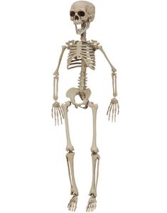 Skelett - 75 cm