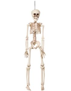Hängande skelett 40 cm
