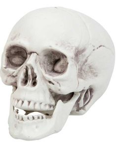 Dödskalle m/Rörlig Käke - 16 cm