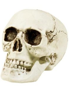 Dödskalle med Rörlig Käke - 10 cm